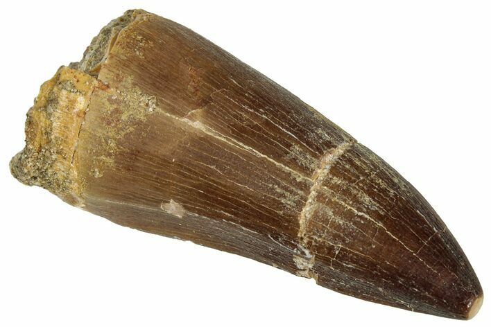 Fossil Mosasaur (Prognathodon) Tooth - Morocco #322715